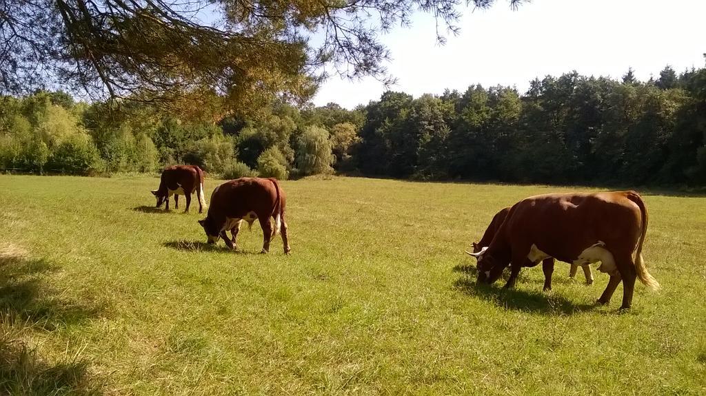 Orsegi Patakparti Alpaka Panzio Kisrakos Bagian luar foto
